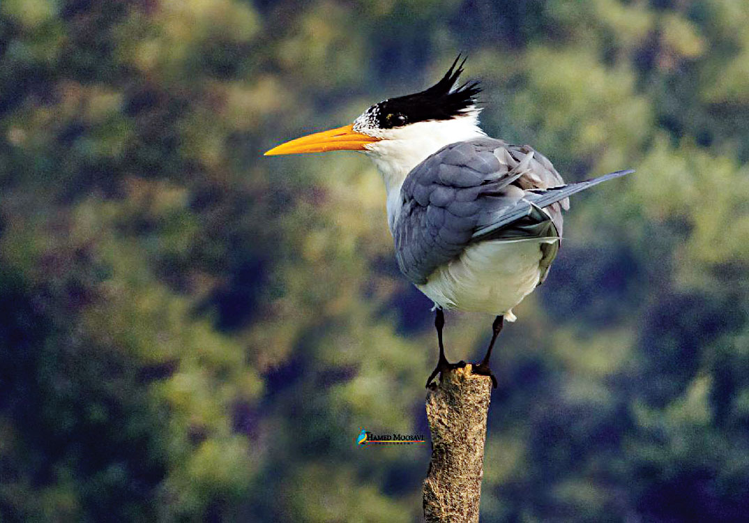 زادآوری مهاجران در جزایر غیرمسکونی ایران