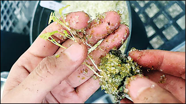 رشد مطلوب گیاهان در بستری از خرده شیشه