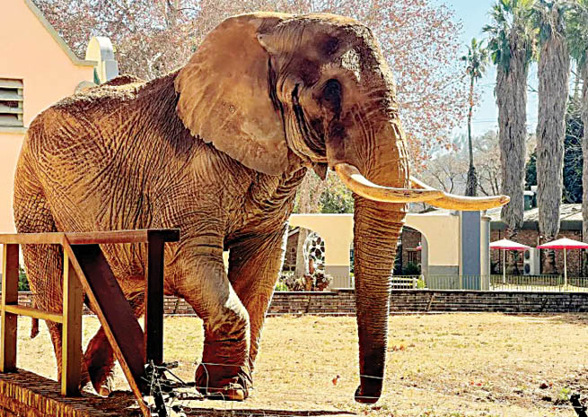 نجات آخرین فیل