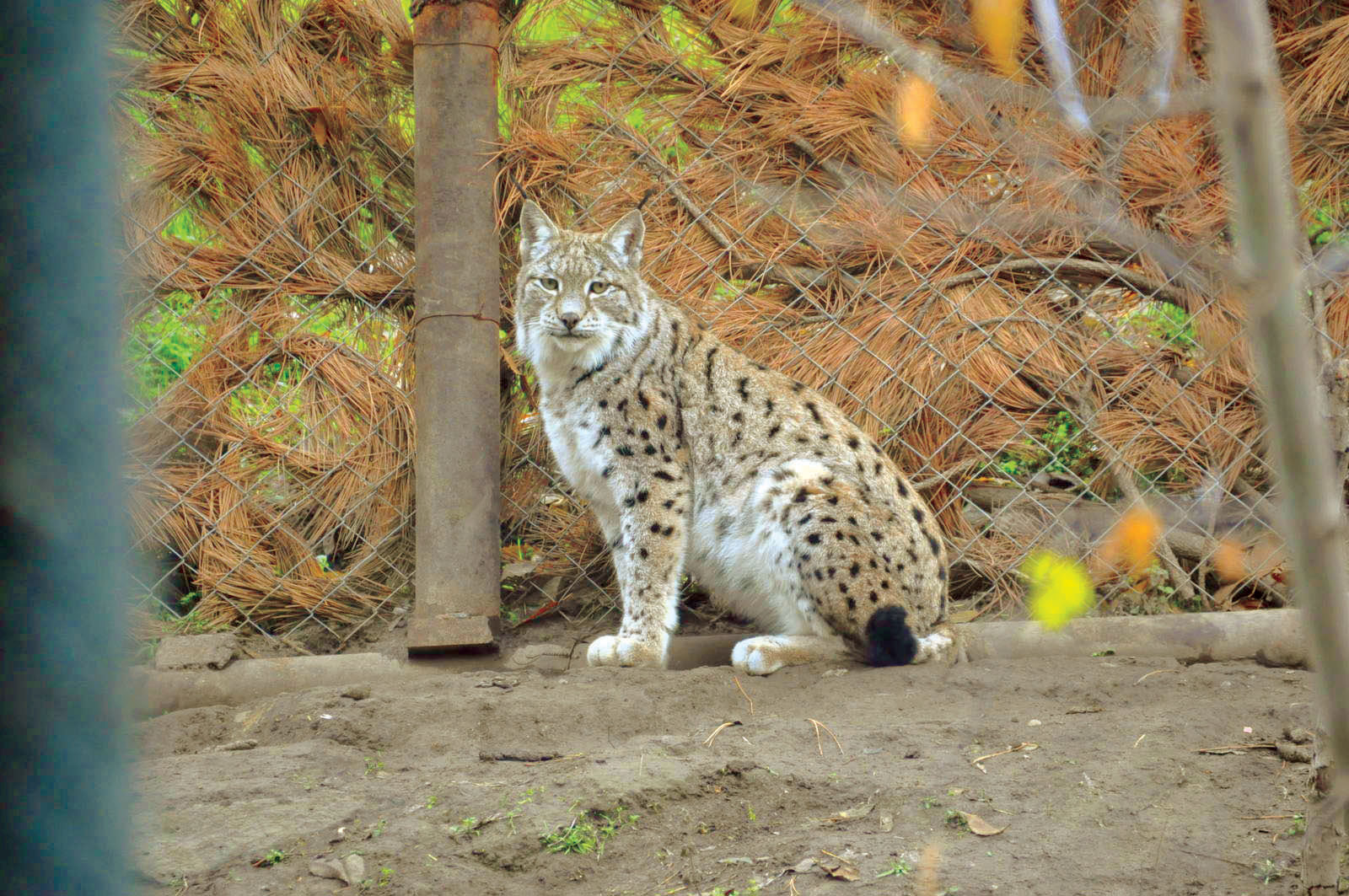 گربه‌های قفقازی ایران