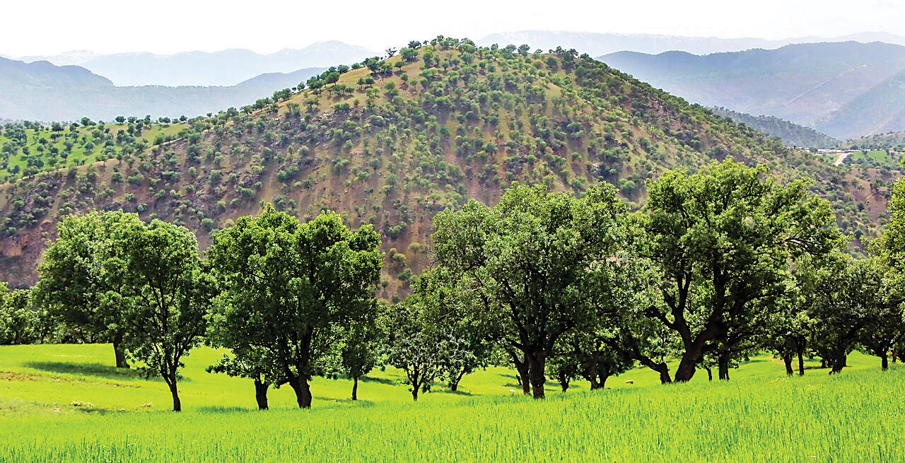 ثروت ایران در جنگل‌های زاگرس