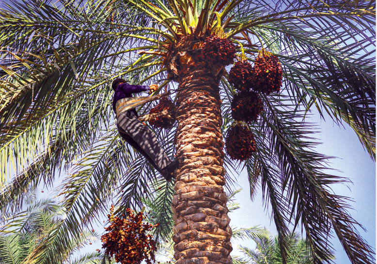 برداشت خرما در خوزستان