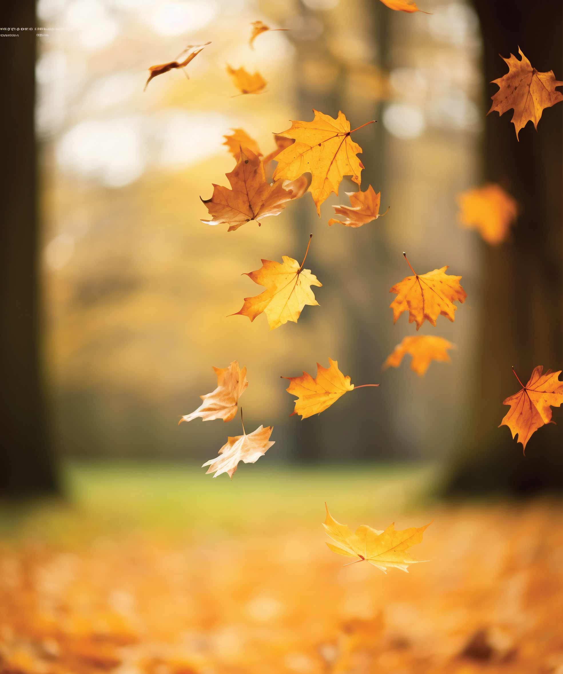 مثل برگ‌‌های پاییزی باشیم