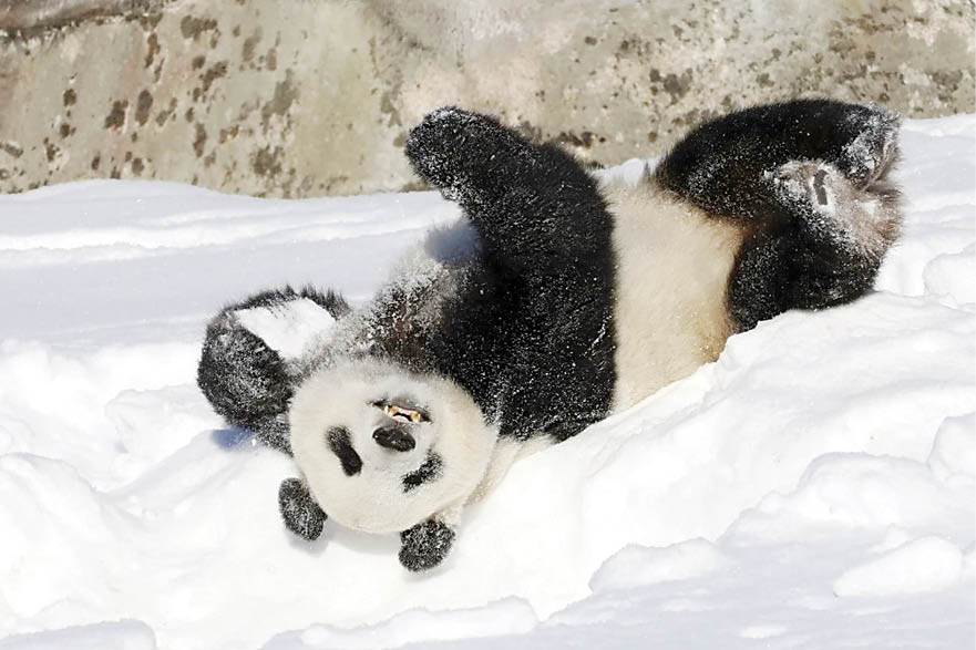 پانداهای غول پیکر