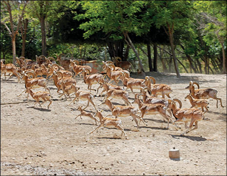 میشه‌زار چیتگر