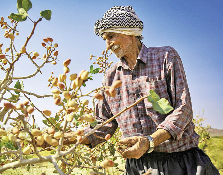 برداشت پسته