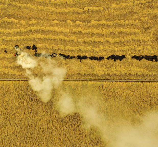 آتش در کشتزار