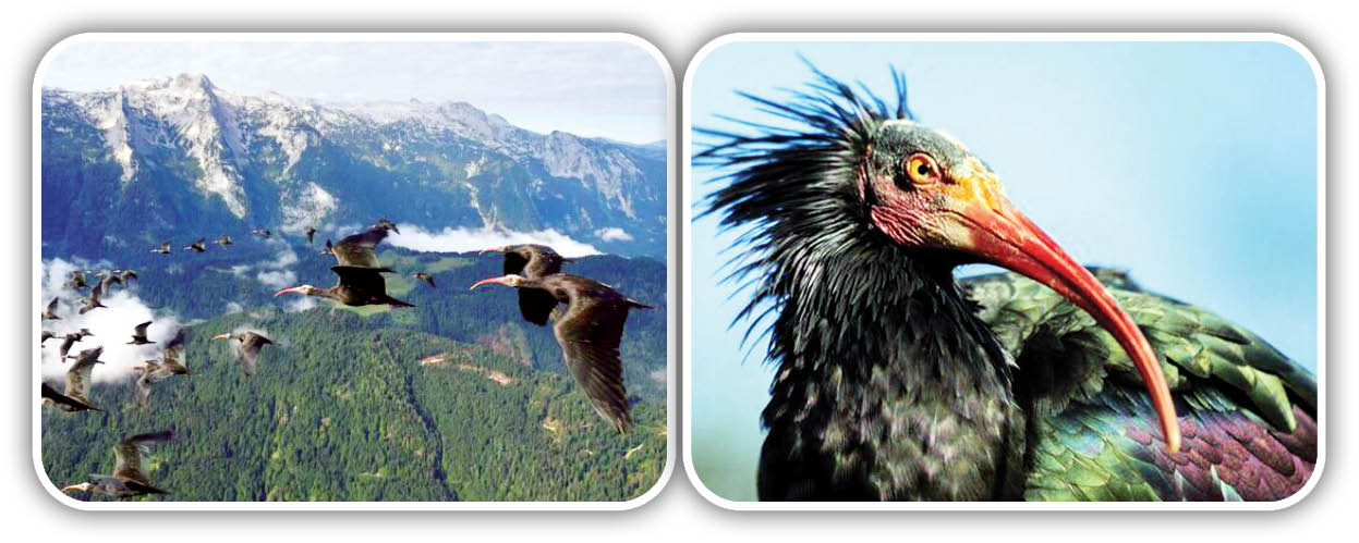 نجات از انقراض