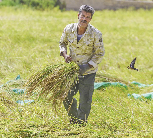 برداشت شلتوک