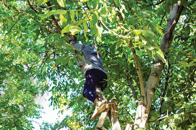 جولان مرگ در باغ‌های گردو