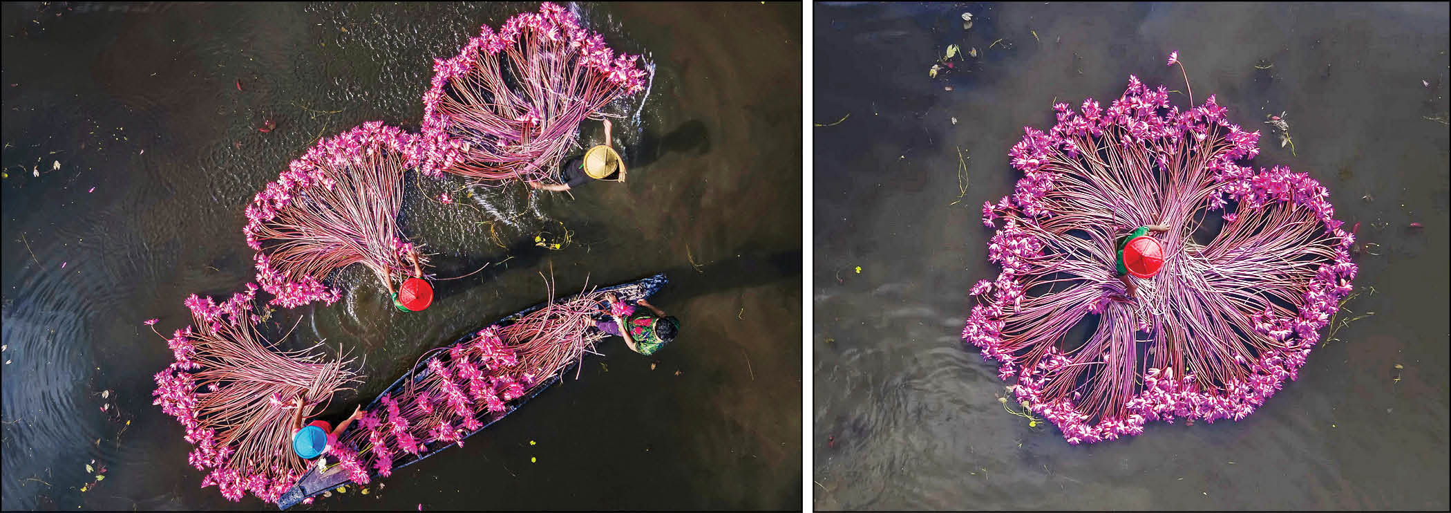 برداشت نیلوفر آبی