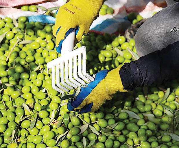 برداشت زیتون