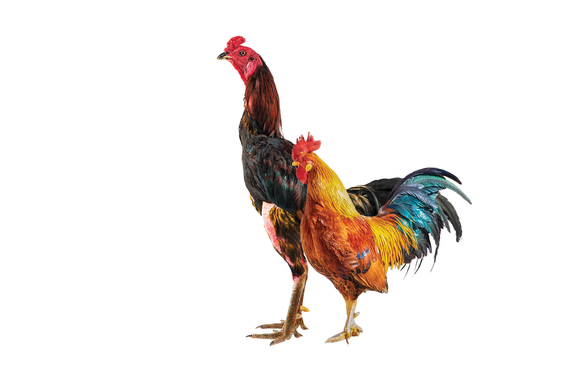 تاوان‌های میلیونی گلادیاتورهای خروسی