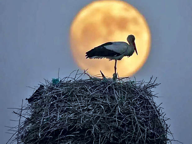 ‌ماه بر فراز تالاب بیشه دالان