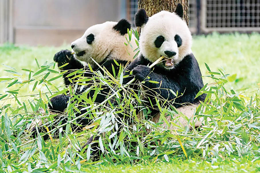 دیپلماسی پاندایی