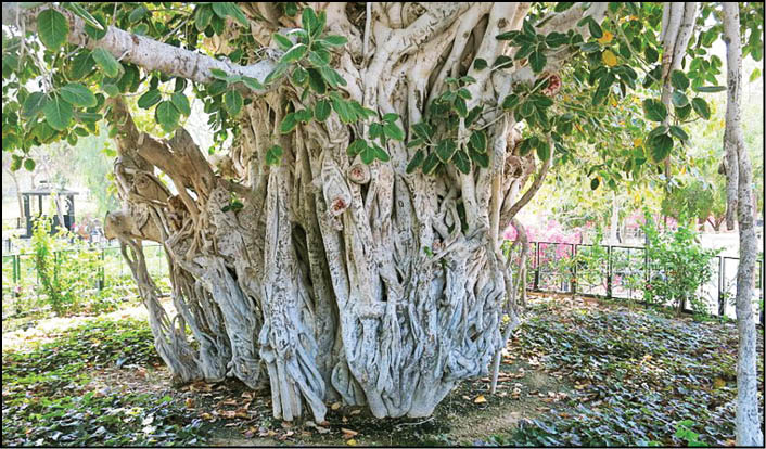 انجیر معابد؛ درختی که با کشتن دیگران رشد می‌کند