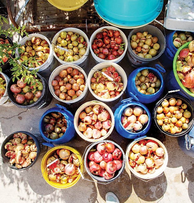 برداشت انار در «دورک»