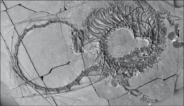 کشف فسیل اژدهای چینی