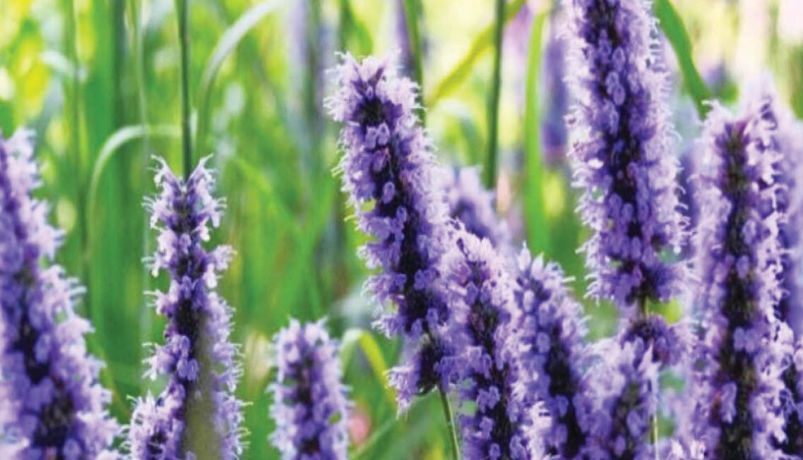 خطر انقراض بیخ گوش 2400 گونه گیاهی کشور