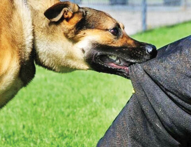 حمله سگ‌های ولگرد به دانش‌آموز یاسوجی