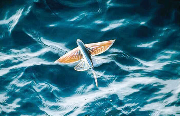 پرواز ماهی روی دریای کیش