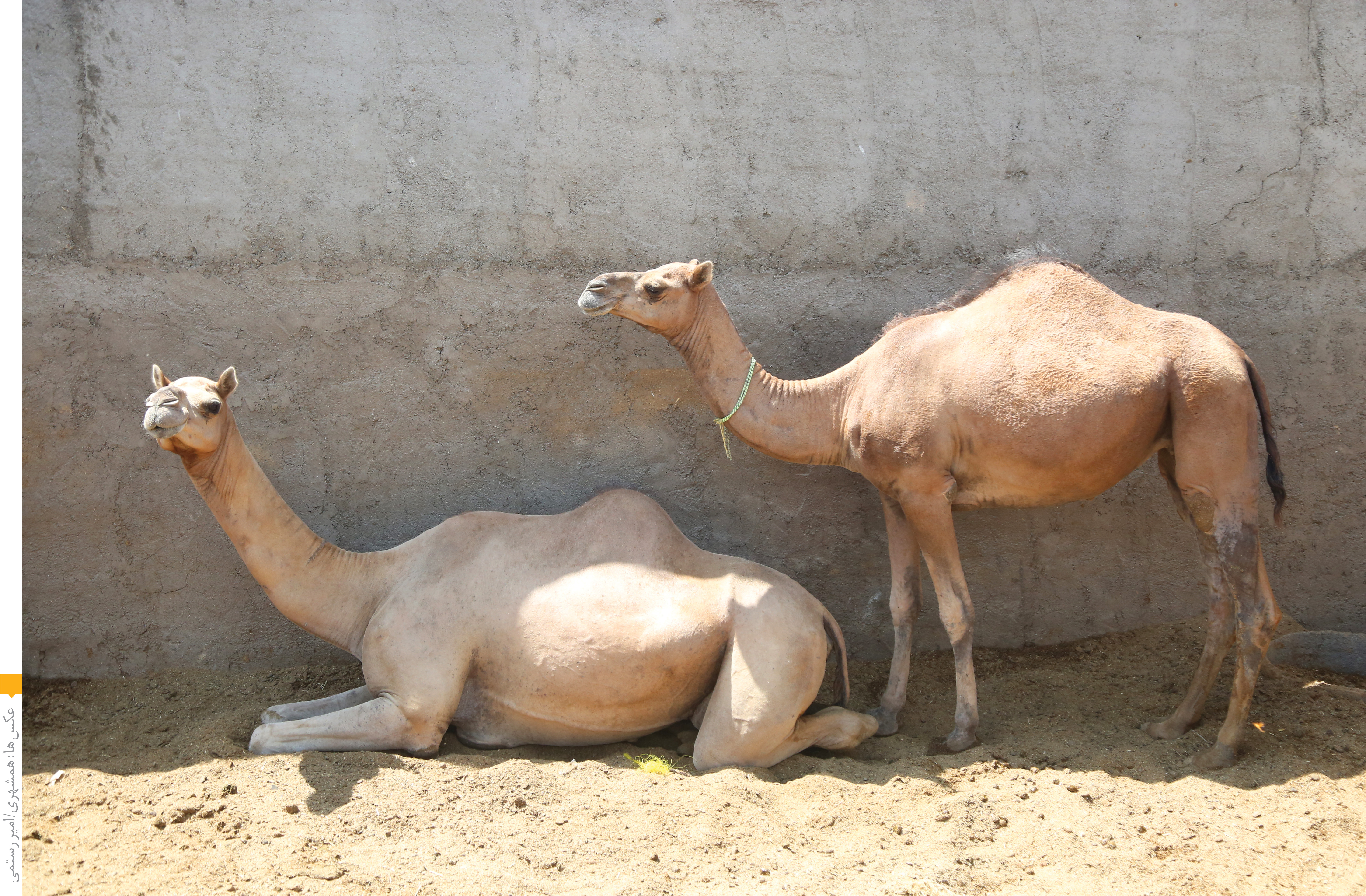 اجاره شتر به قیمت مرسدس