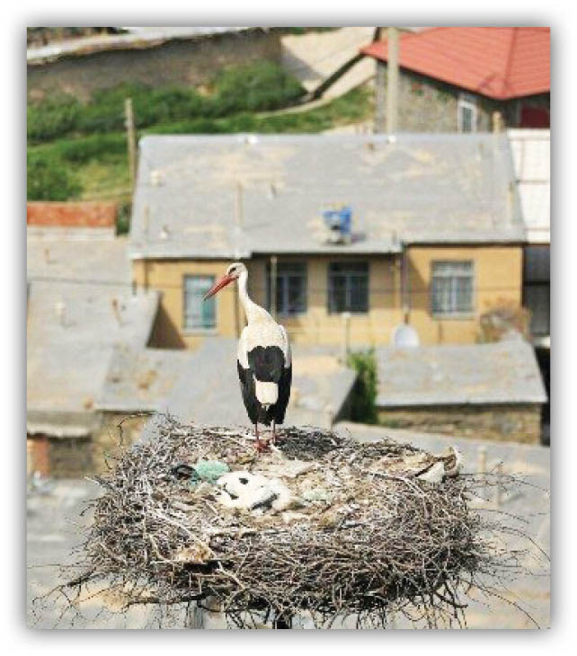 آشیانه‌ای برای لک‌لک‌ها