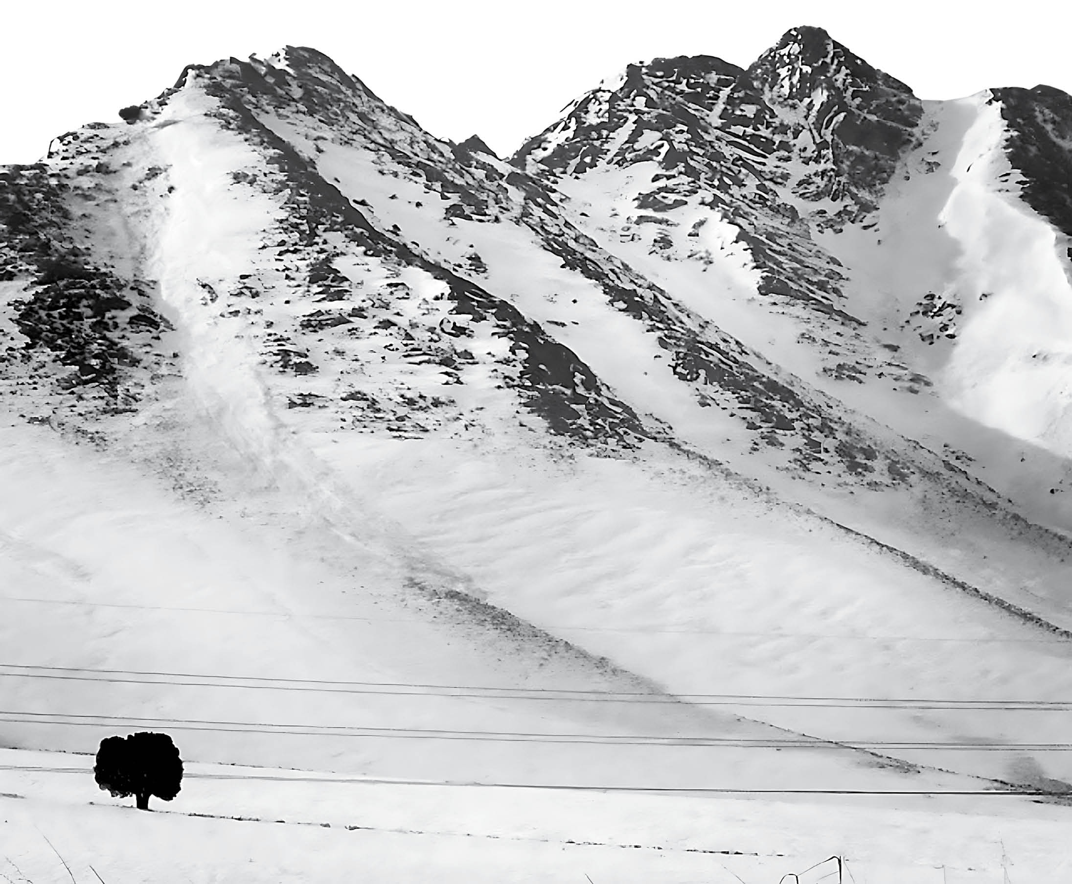 رویش خاطره روی درخت 500 ساله