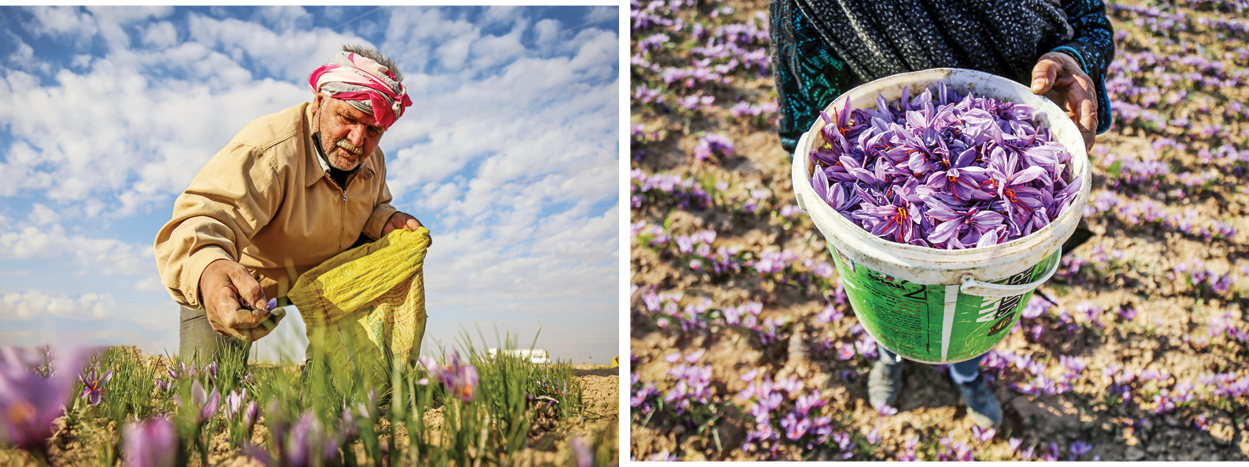 برداشت طلای سرخ