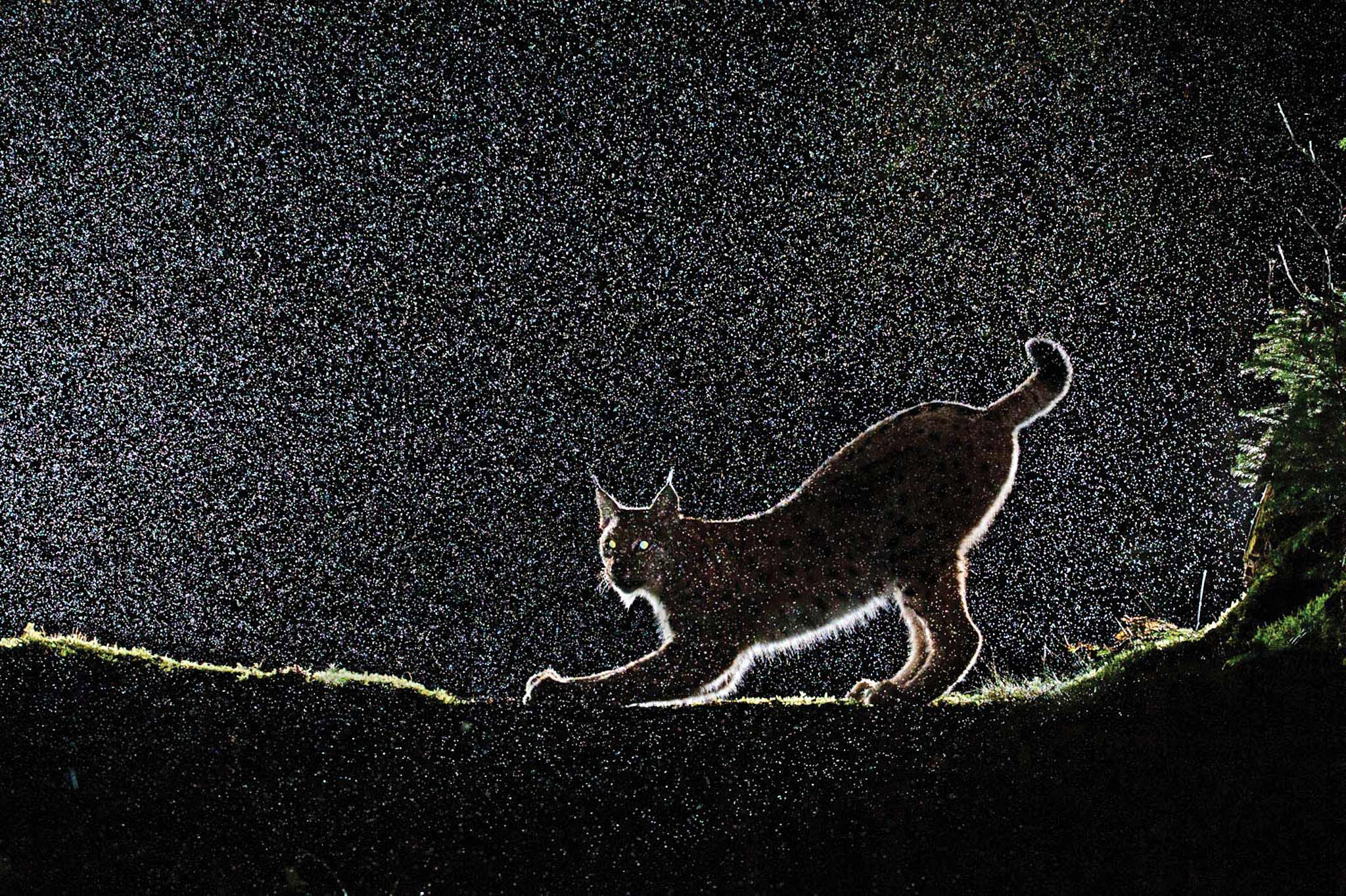 عکاسی با سوژه‌های متحرک