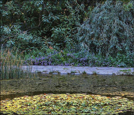 رویشگاه چین و ژاپن