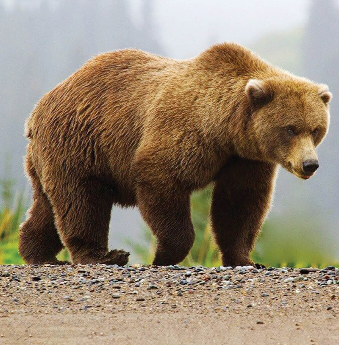 پاییز ؛ فصلی که خرس‌ها ترسناک می‌شوند