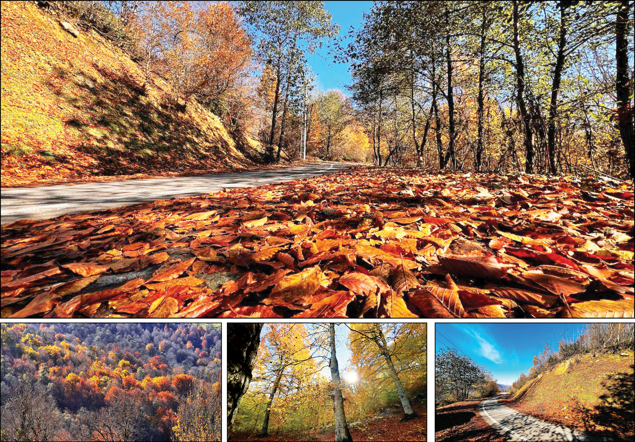 جنگل زرد پاییز