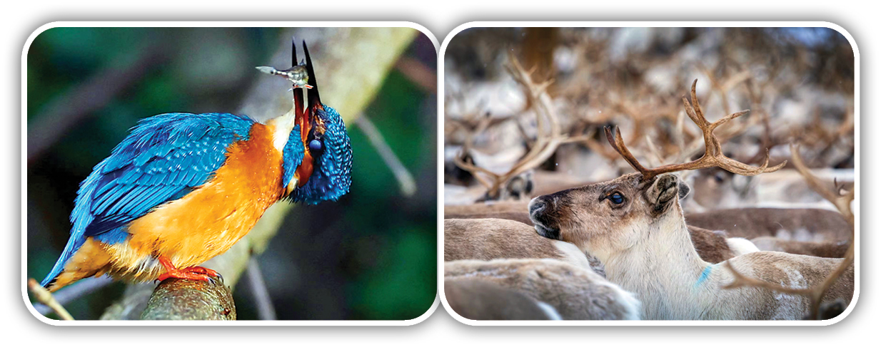 عکس‌های سال حیوانات