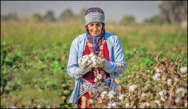 رونمایی از 2رقم جدید پنبه