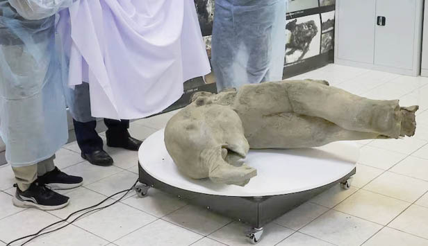 نمایش بچه ماموت50 هزار ساله