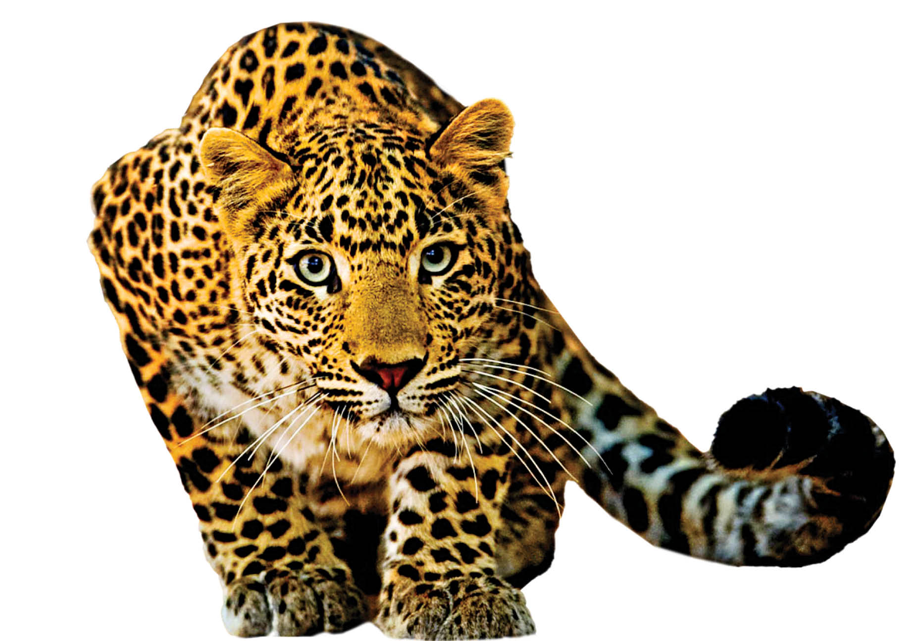 گربه‌ای که قاتل پلنگ دماوند می‌شود