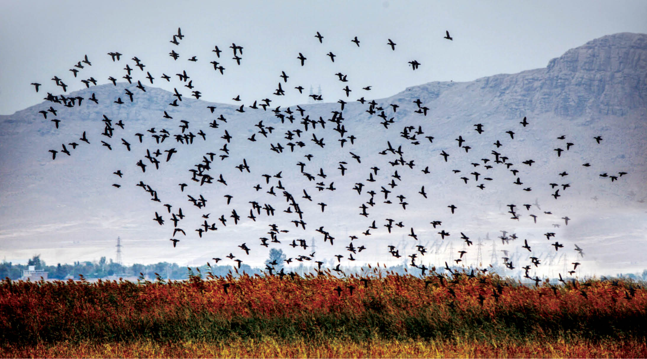 قتل‌عام هزاران پرنده با دانه سمی