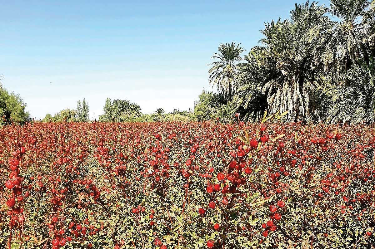 قطب‌های چای ایران