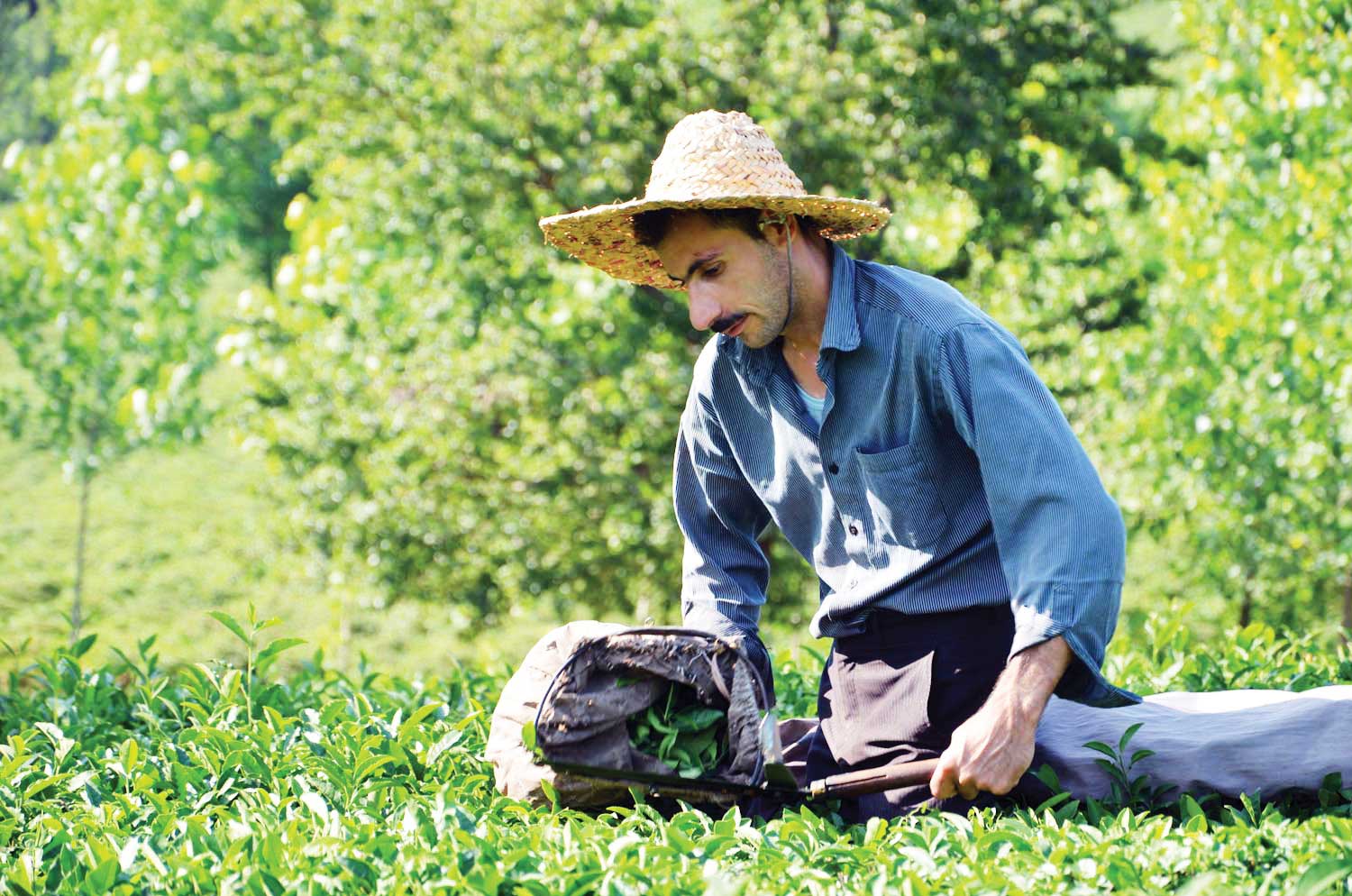 گردش در باغ چای 124 ساله