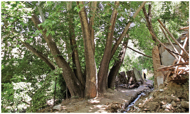 چنار متفاوت تهران