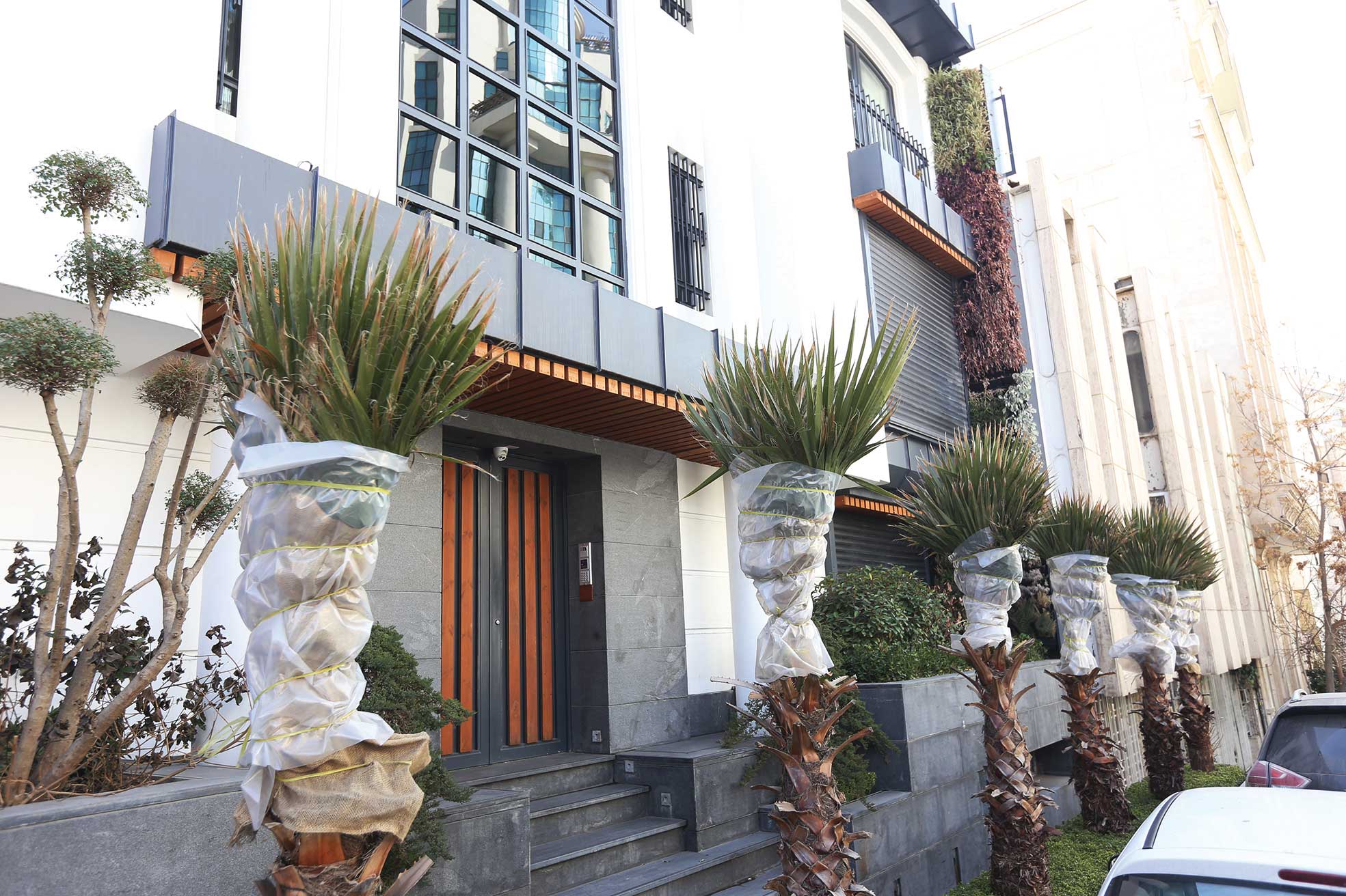 نخل، بومی ایران است