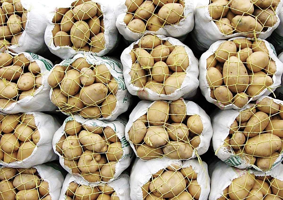 واردات سیب‌زمینی آغاز شد