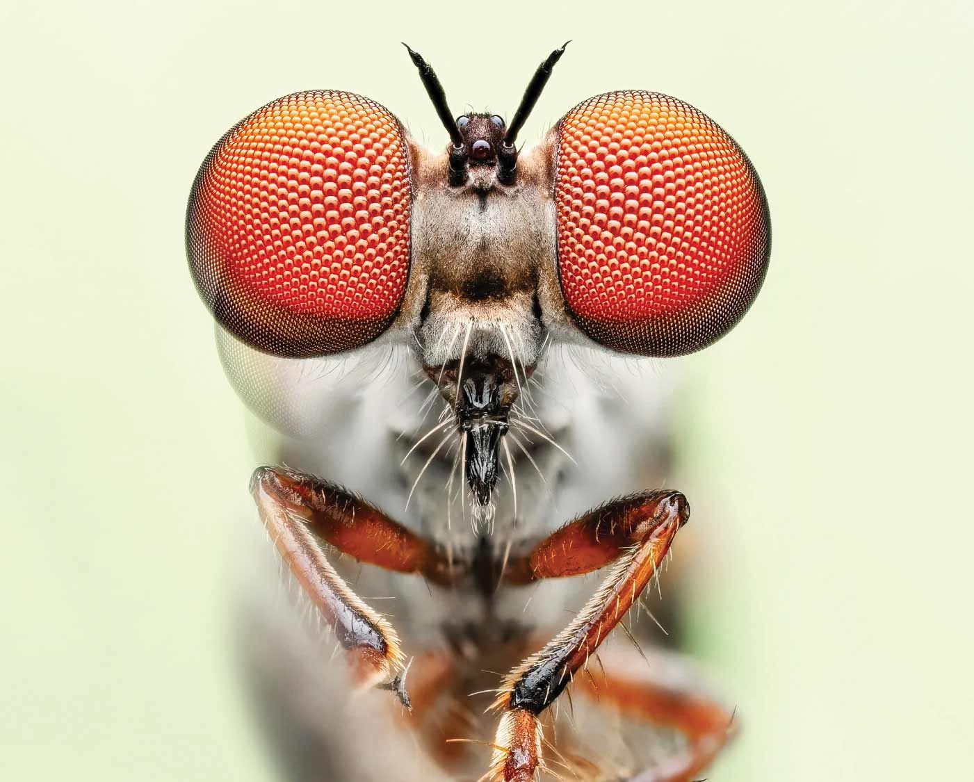 مگس راهزن برنده شد