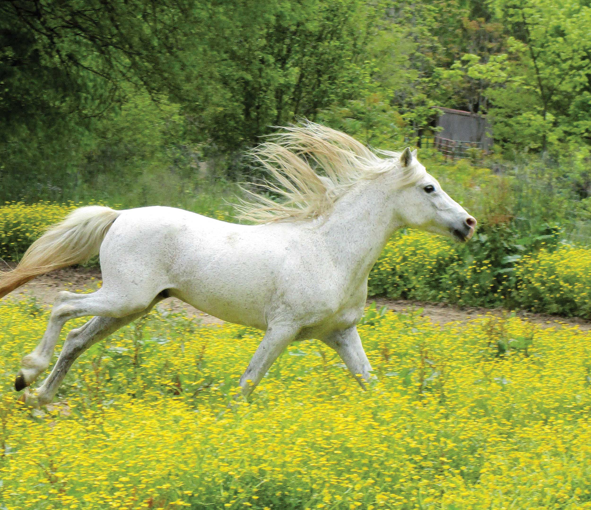 اسب کاسپین در مسیر جهانی شدن