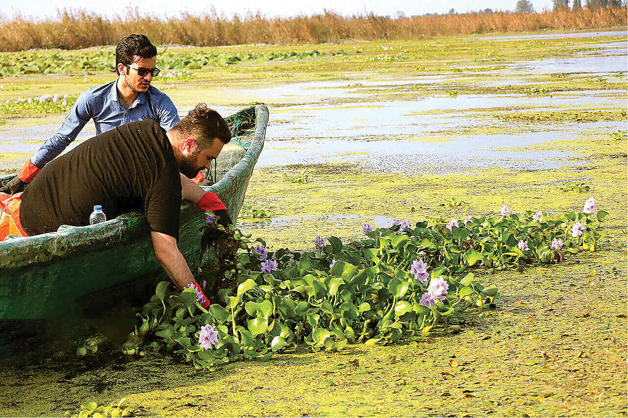 شکار شیطان زیبا در تالاب انزلی