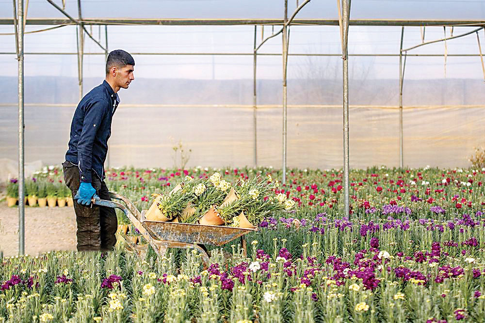 خمینی‌شهر، پایتخت گل شب‌بو