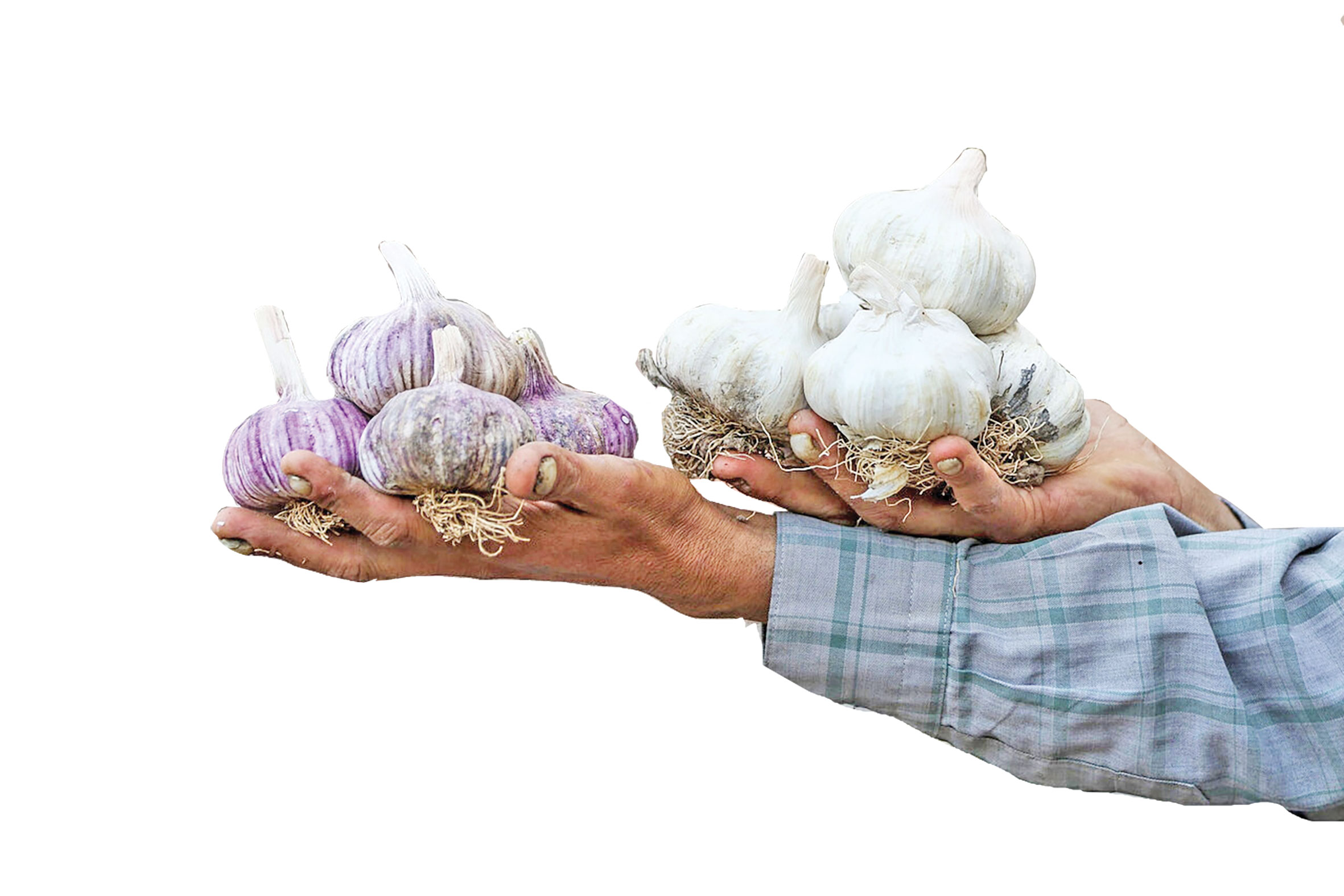 دعوت به جشن سیر