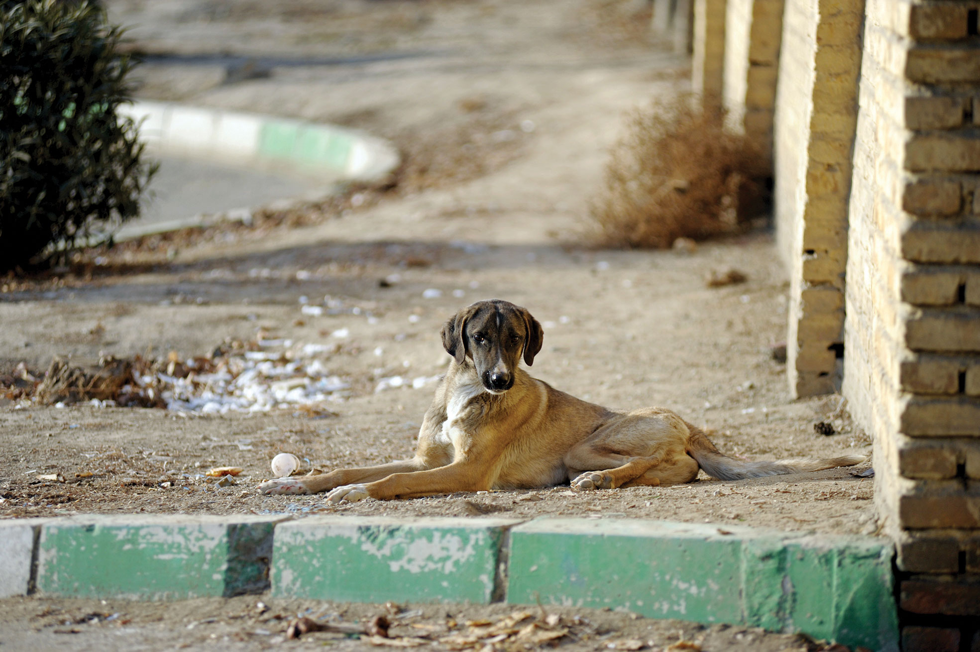 حمله سگ‌ها به سمت شهر