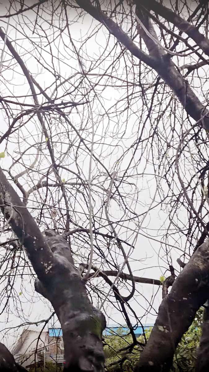 پایین، لُژِ انسانی بالا، لُژِ پرندگان